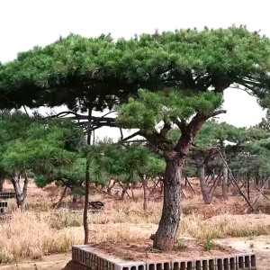 造型松基地如何给松树造型